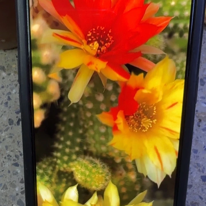 1白檀双色歪3个无根侧牙细，小，20包邮