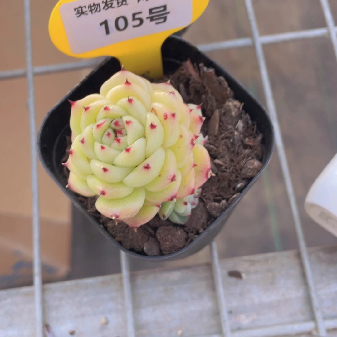 105号 芙蕖麦秆多头