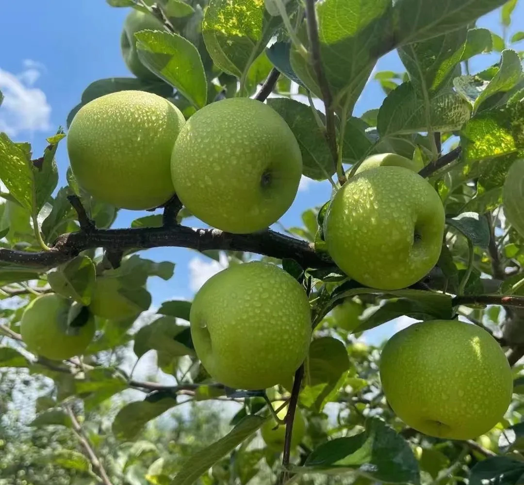 【谢苏苏】贵州威宁本地青苹果