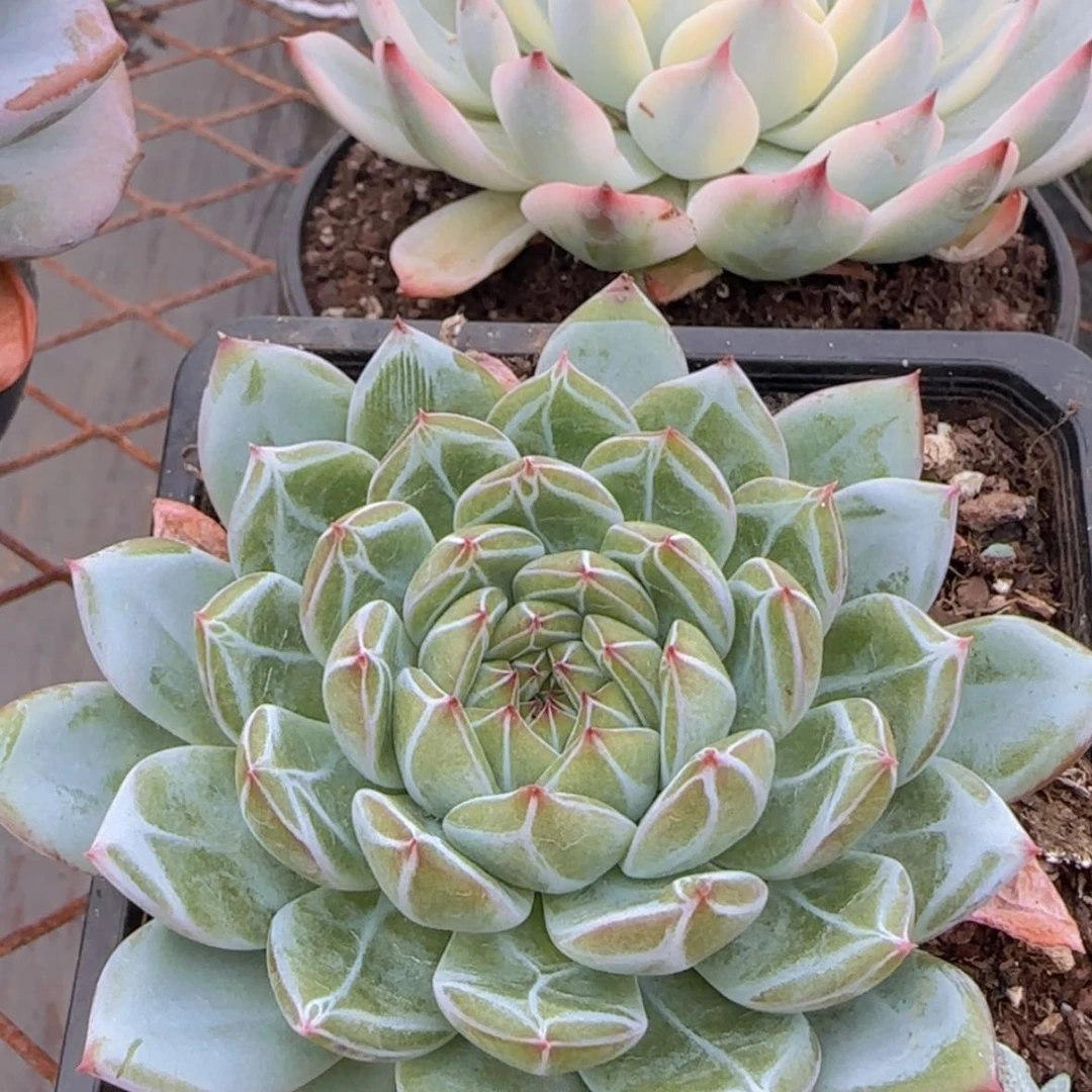 【闪购商品】雪花珍妮9.9