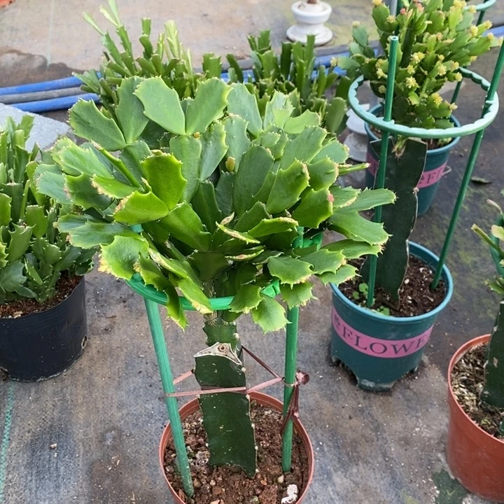 当前无花栽培后可以开花野****u556嫁接043