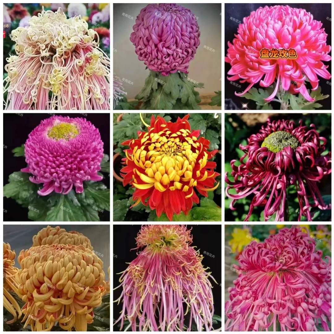 2025处理《混色3棵》不挑品种 不包售后 土球发货 开花好看