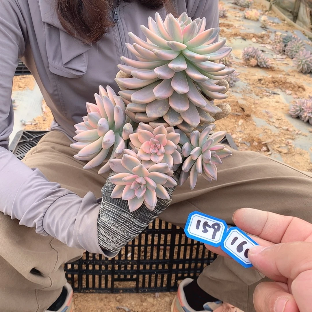 159 淡雪锦 一物一拍