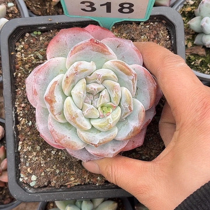 多肉植物冰玉单318