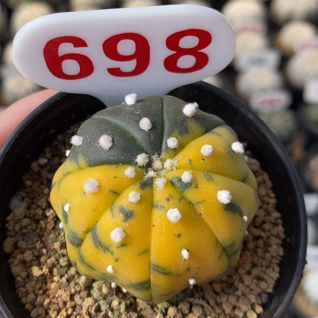 698海星兜锦特价包