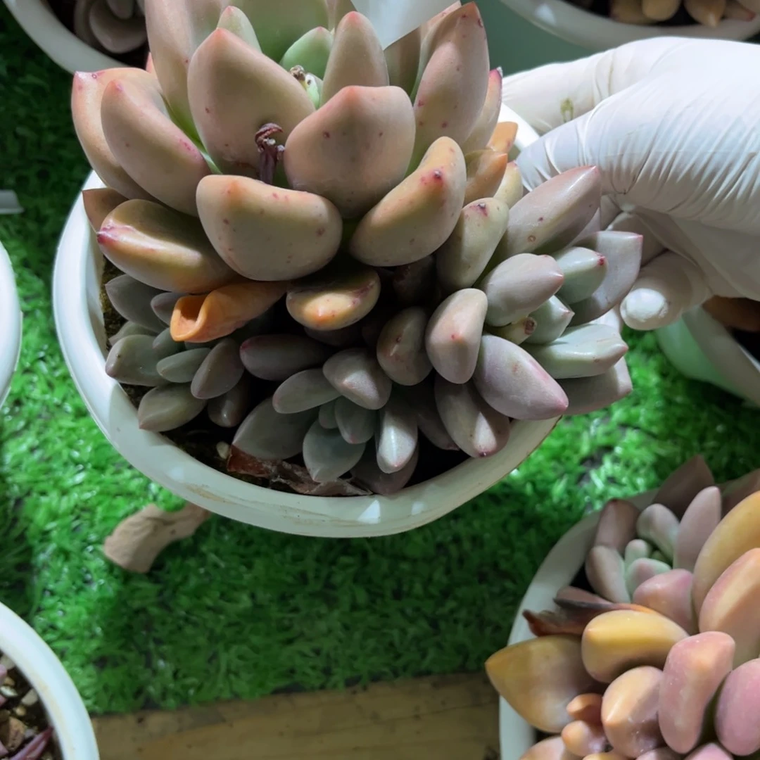 15286桃花源群粗腿