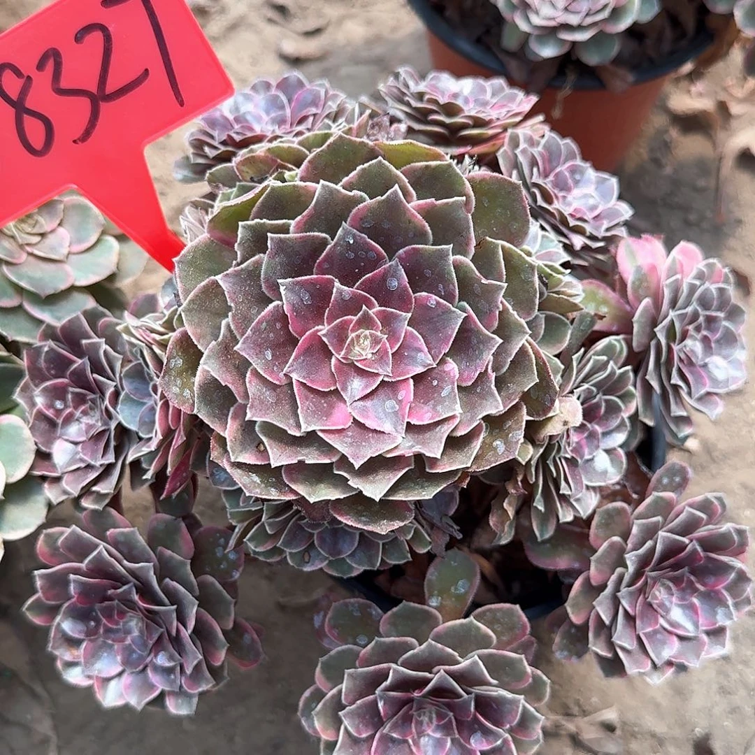 3-8327倾城之恋多肉植物