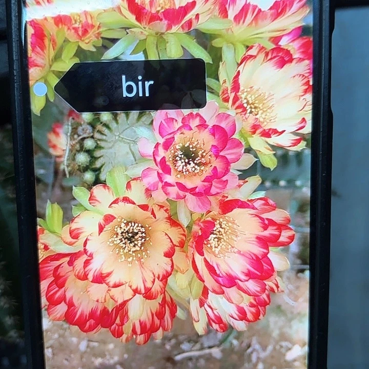 Bir荷花20包邮侧牙仙人球1
