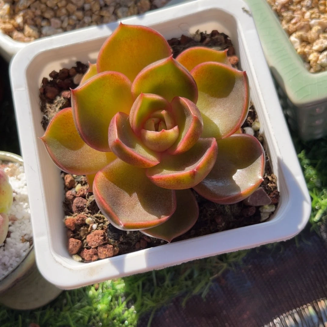 多肉植物一物一拍
