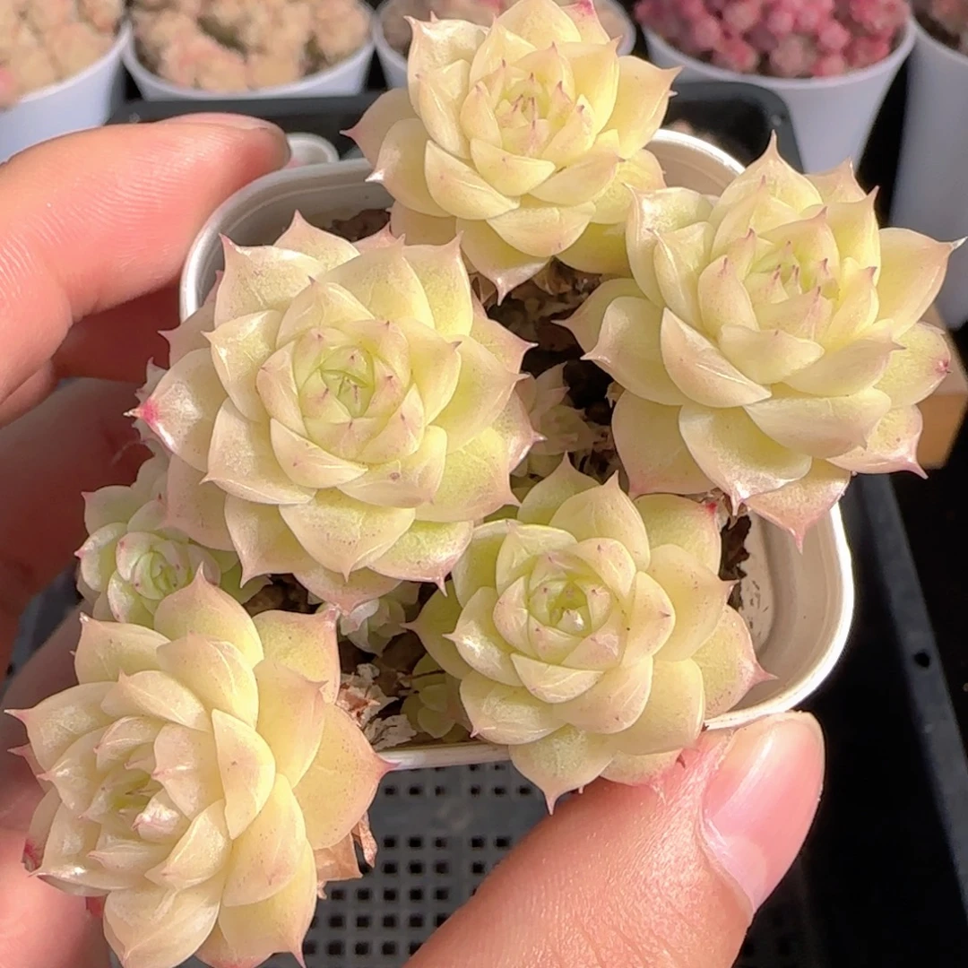 多肉1229-273优选包子麦秆