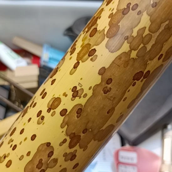 蜻***蜓瓷器瓷器瓷器瓷器瓷器瓷器