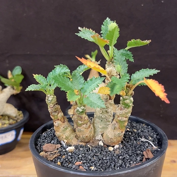汤圆植物霍武德哈