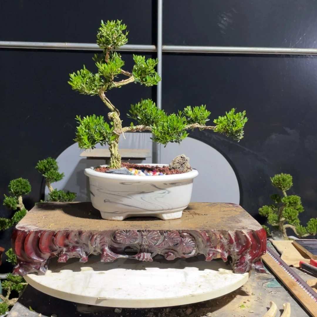 完全开放露*黄杨盆景