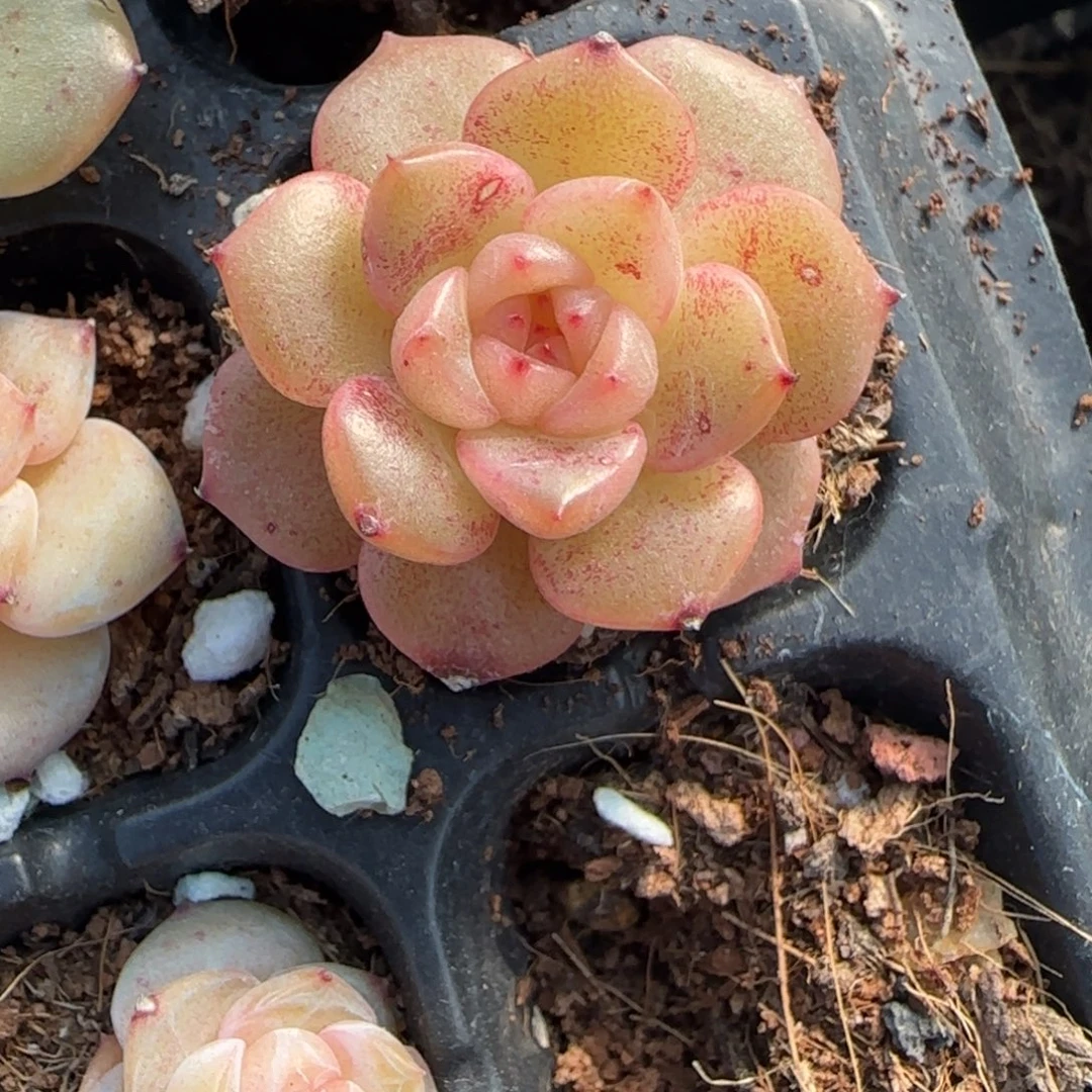 小卡拉米糖心一物一拍