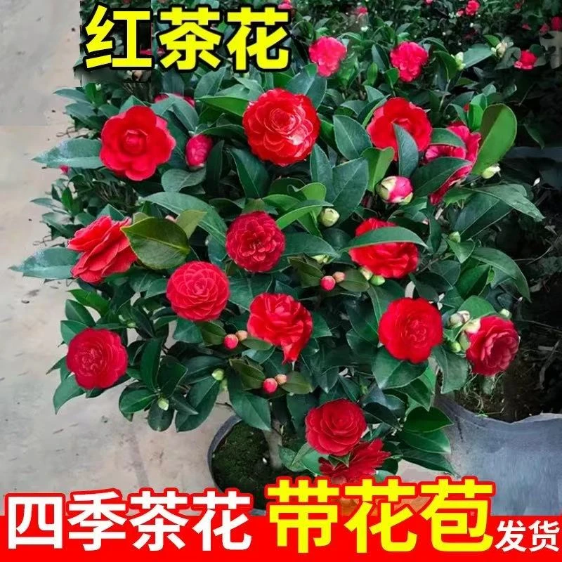 【60-70cm】盆栽五色赤丹带花苞室内四季名贵花卉开花植物H