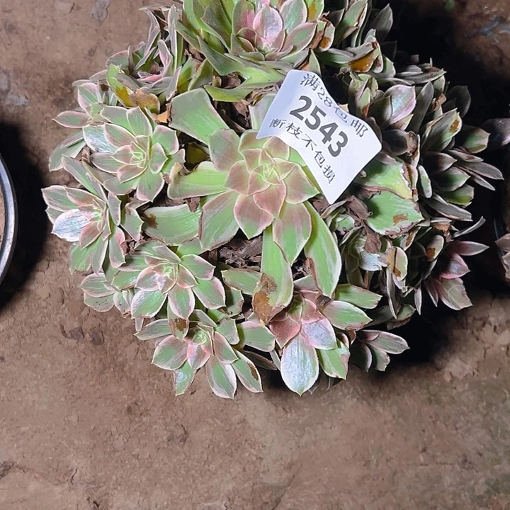 2543浣纱多肉植物保护