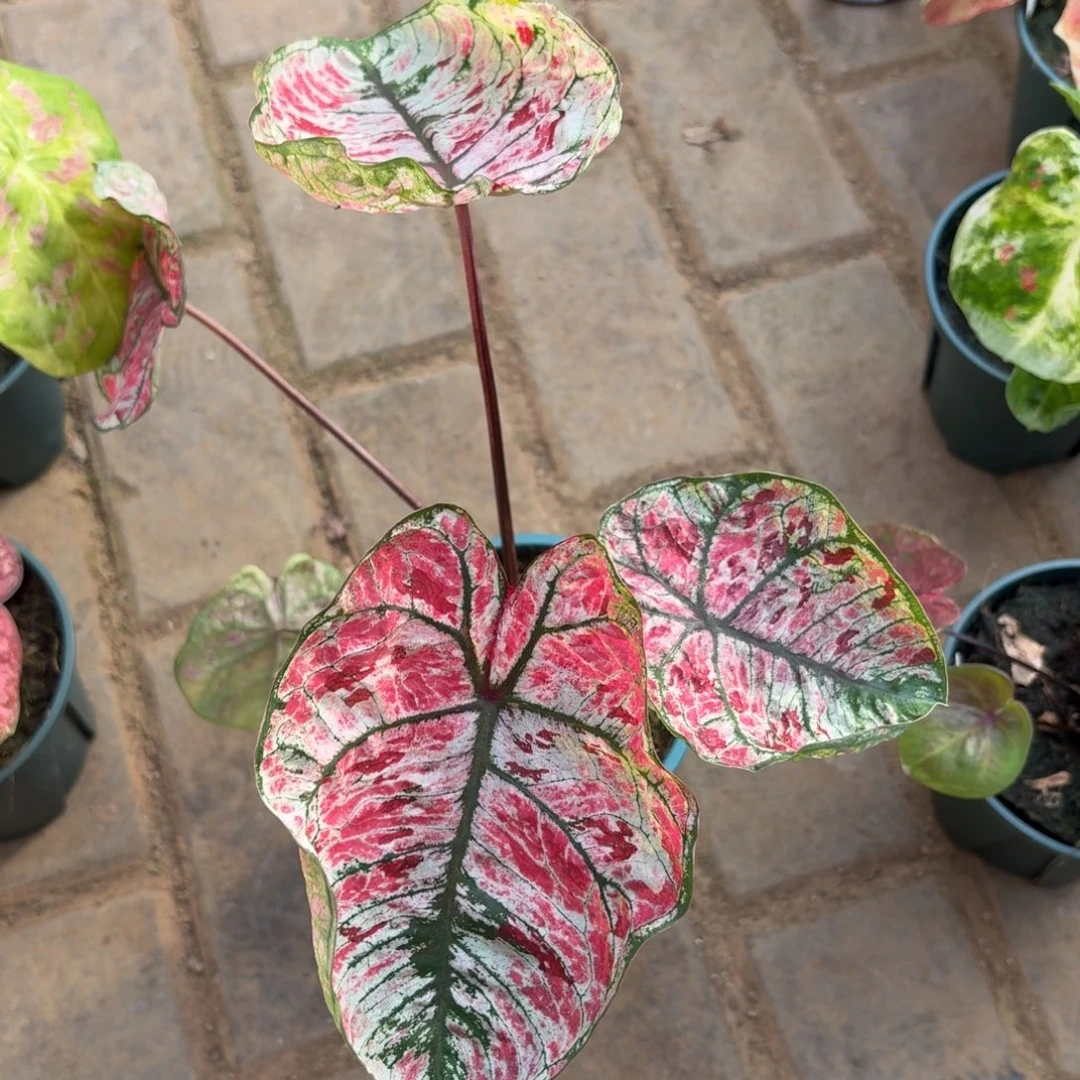 泰国彩叶芋90-1204