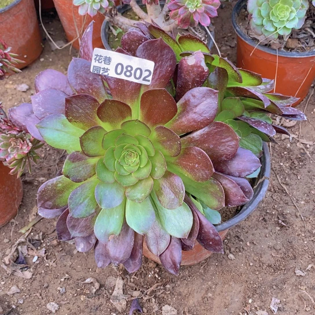 802 号一物一拍多肉植物