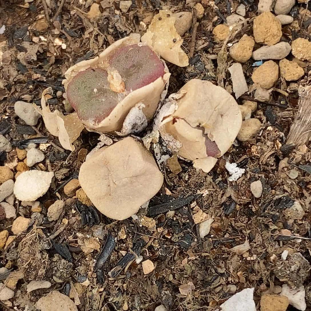 i***i桃喜花园0417-22方碗福利