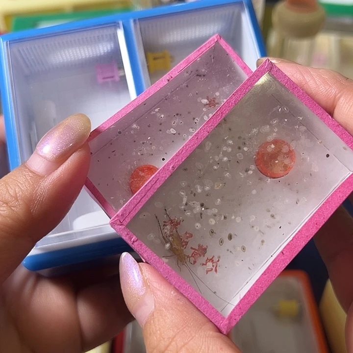 沐***凡蟋蟀哈哈哈哈哈哈哈哈哈哈哈