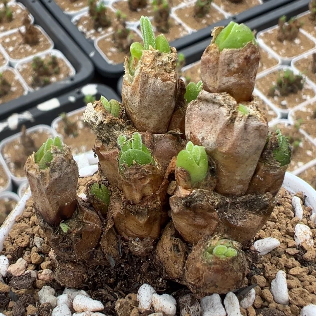 258多肉植物种类多样