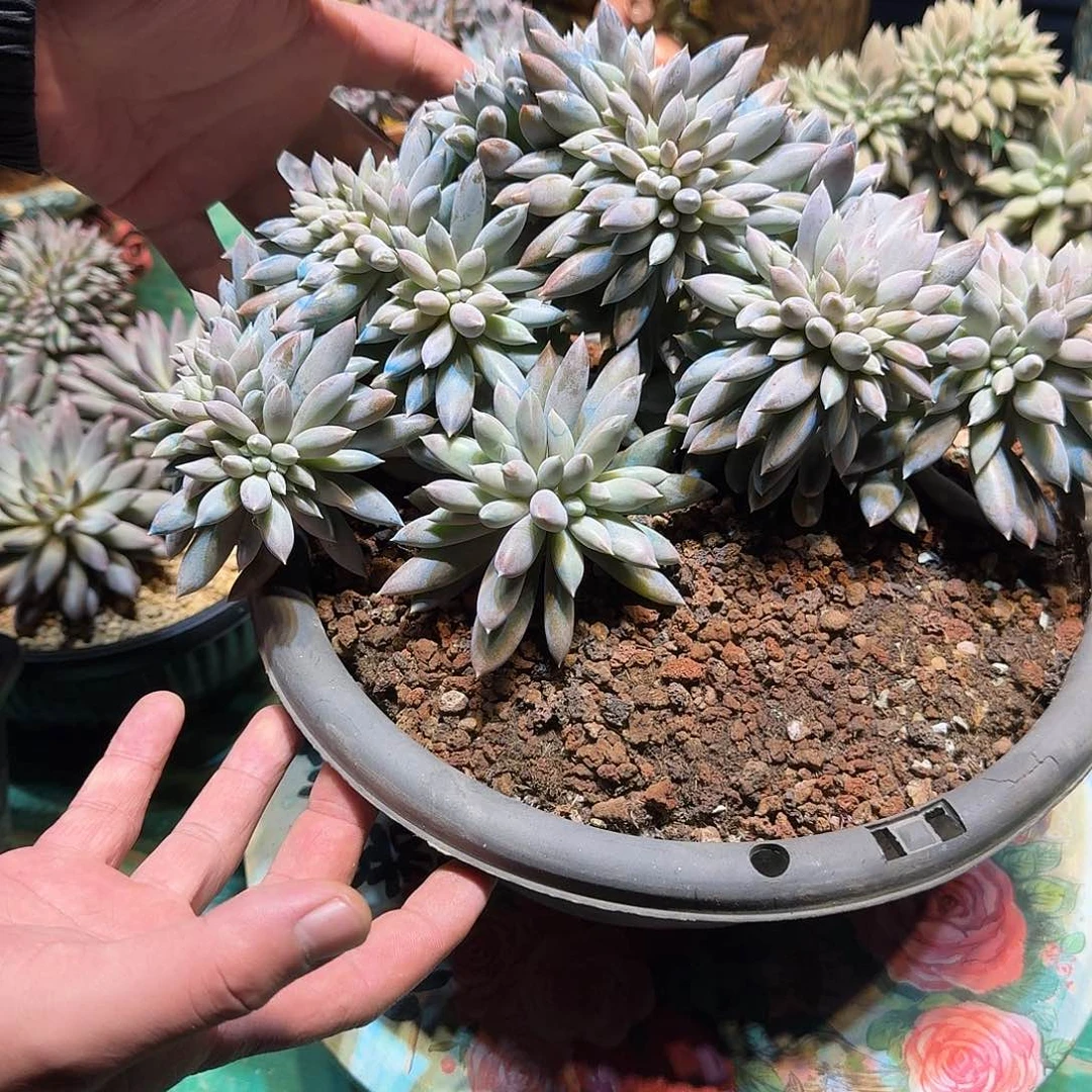 多肉植物一物一拍