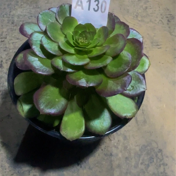万圣节，130福利小苗