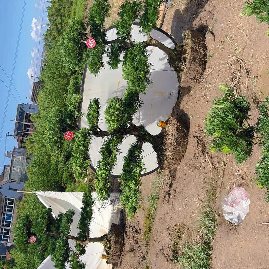 创***厂无花朵14858665565555656