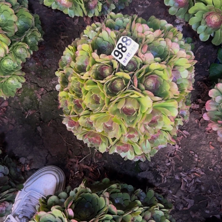 万圣节花29-51包邮花花