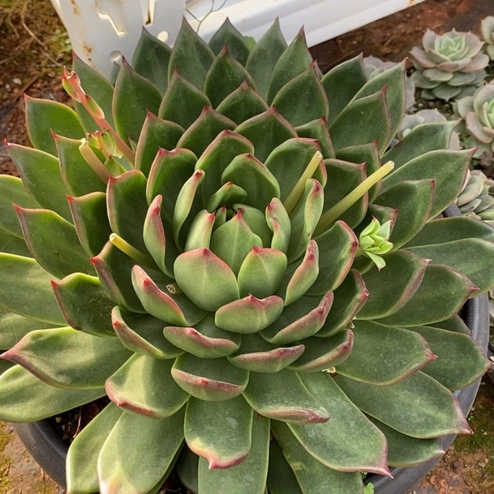D888- 直播福利 凤凰30 公分