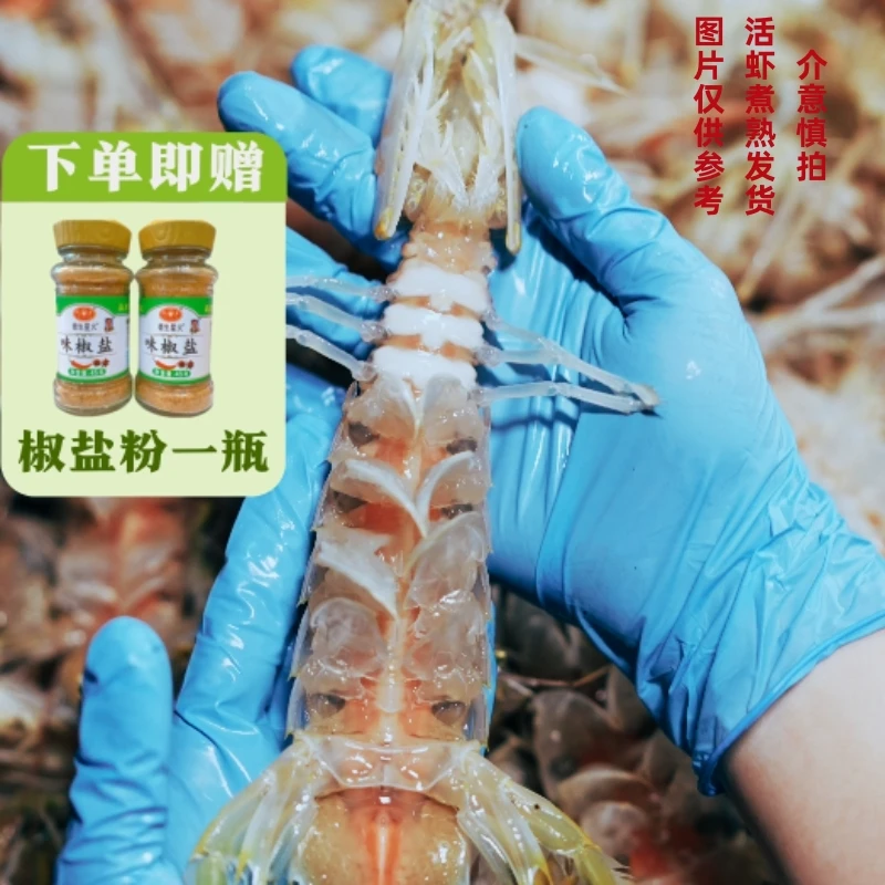 母虾-欢[顺丰包邮]北海皮皮虾濑尿虾熟蒸发货特大虾爬子超大号918