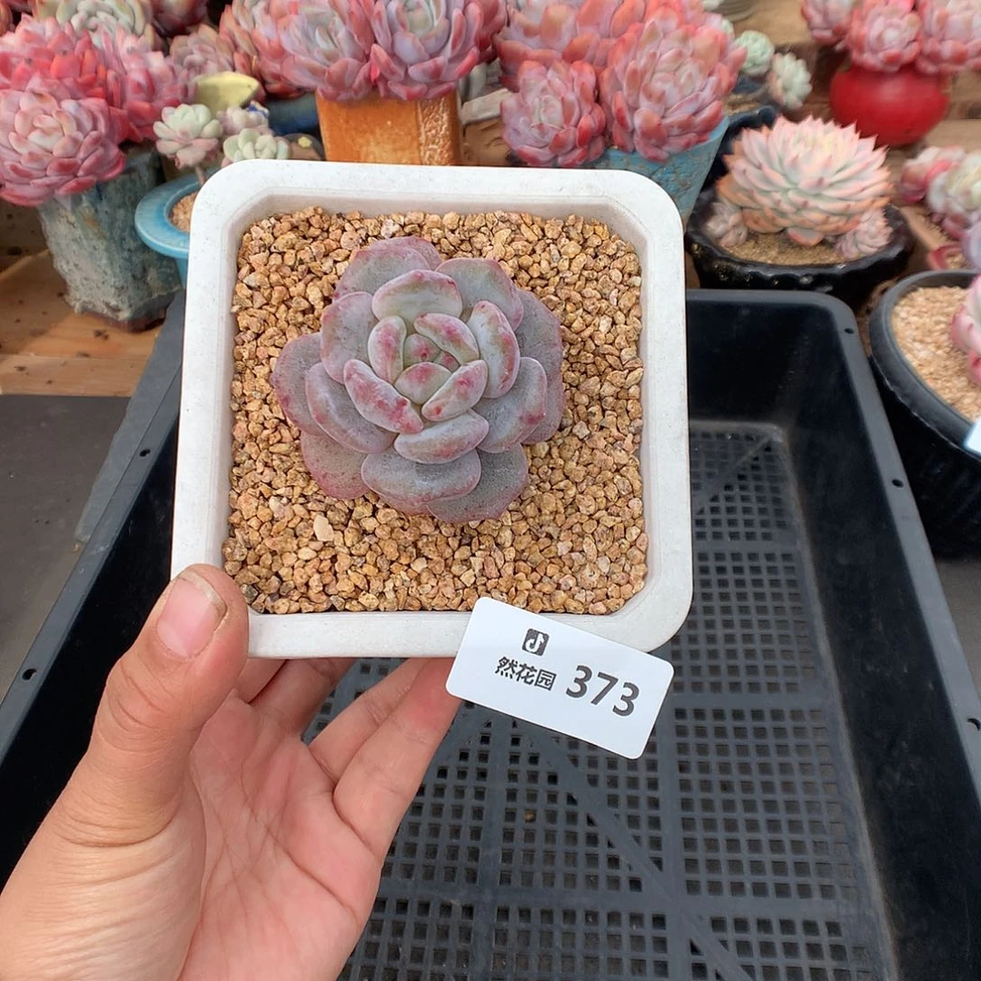 373梦露石化多肉植物一物一拍