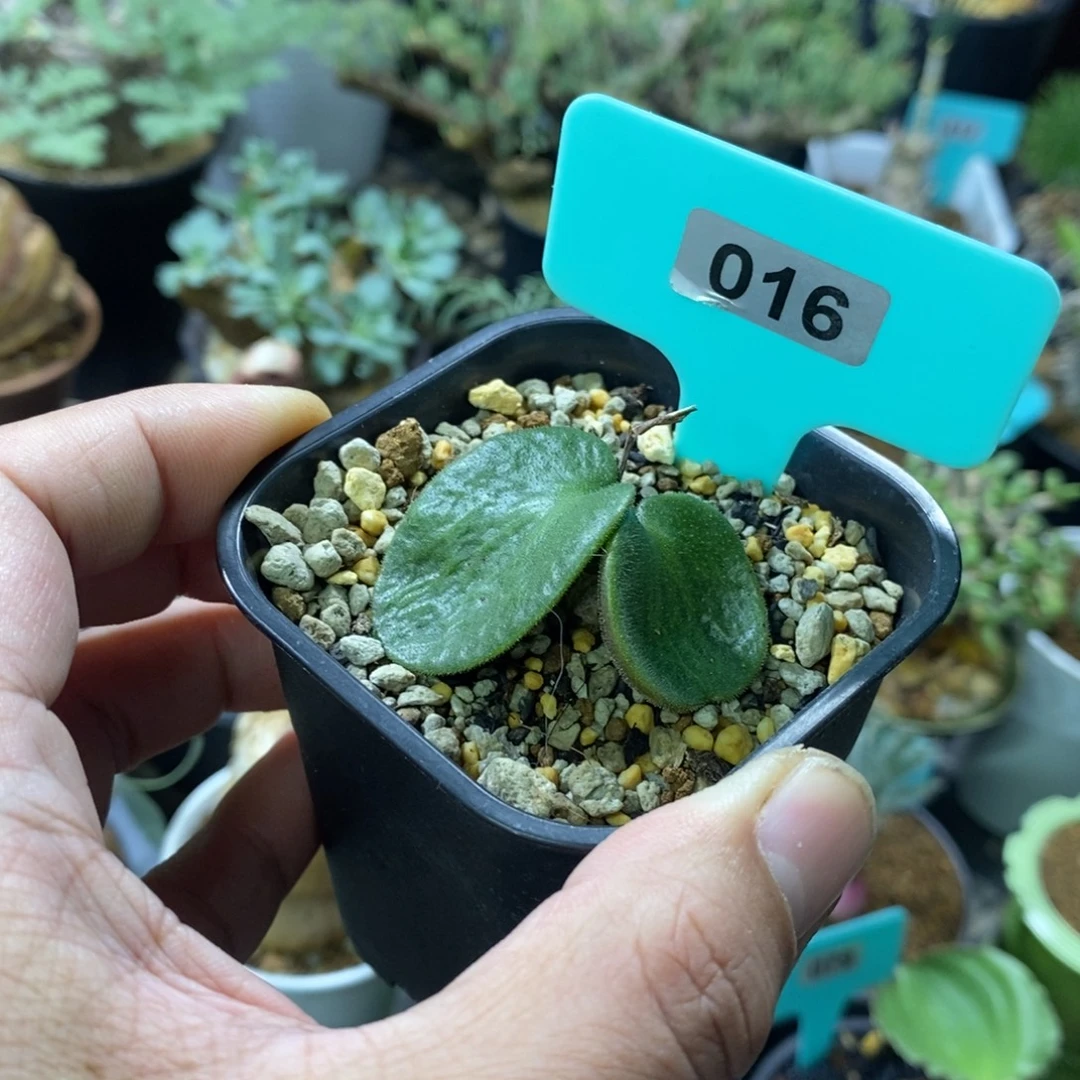 猪耳朵多肉植物一个