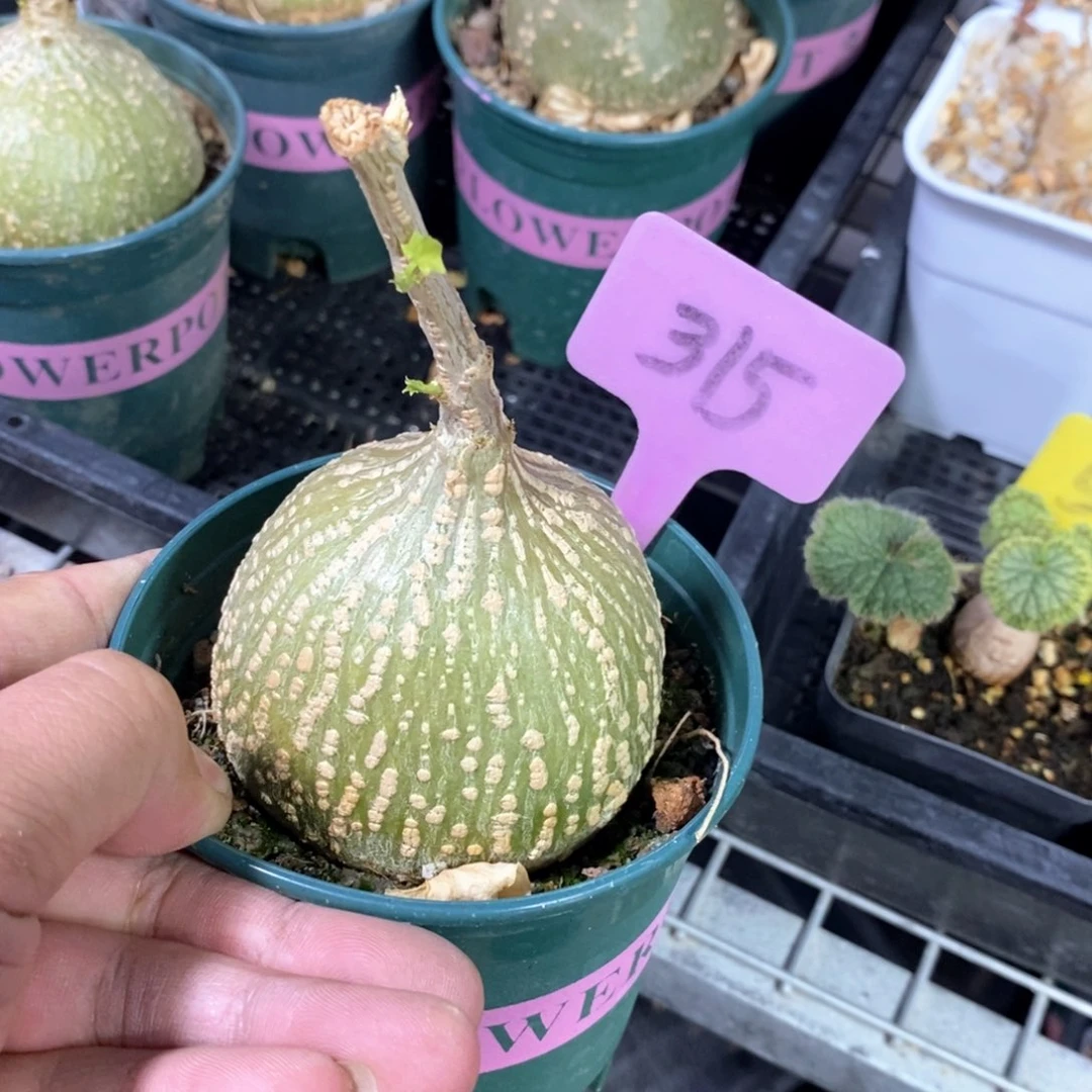 银叶睡布袋多肉植物