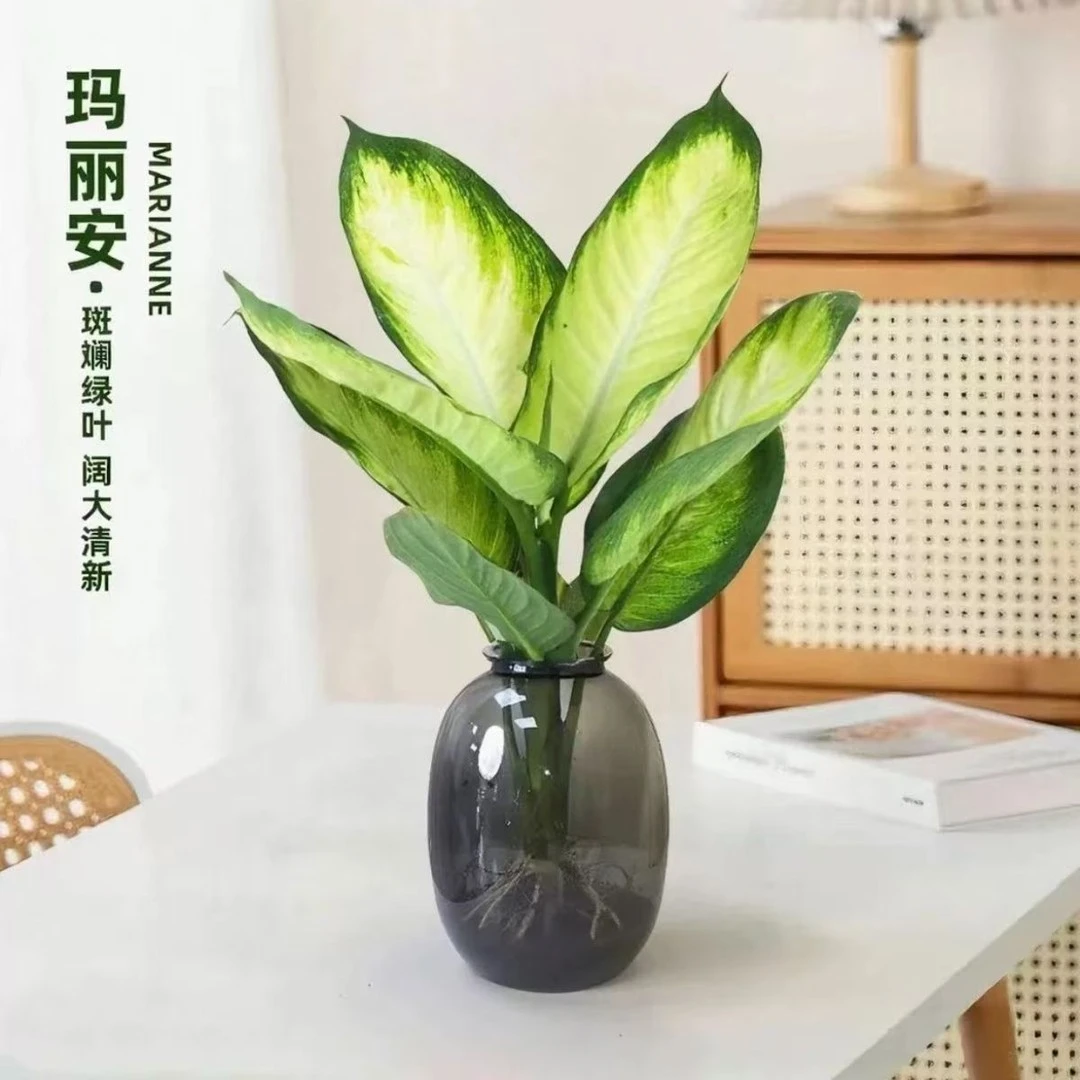 水培玛丽安粉黛万年青盆栽室内桌面净化空气耐阴好养活