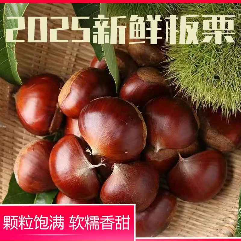 2025丹东头茬板栗产地直发精选大果非油栗难剥皮送栗爪（HH2）