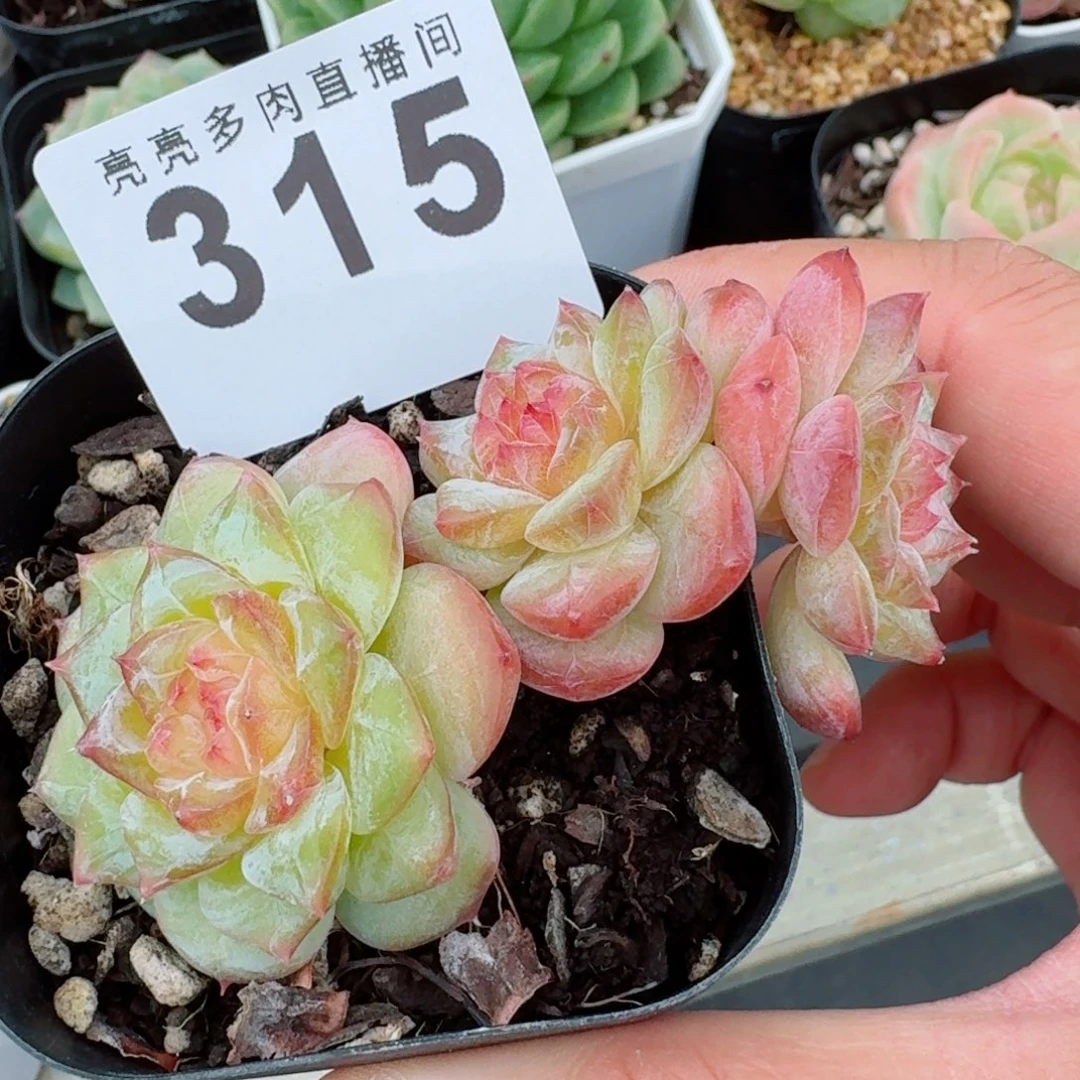 冰雪        精美多肉植物