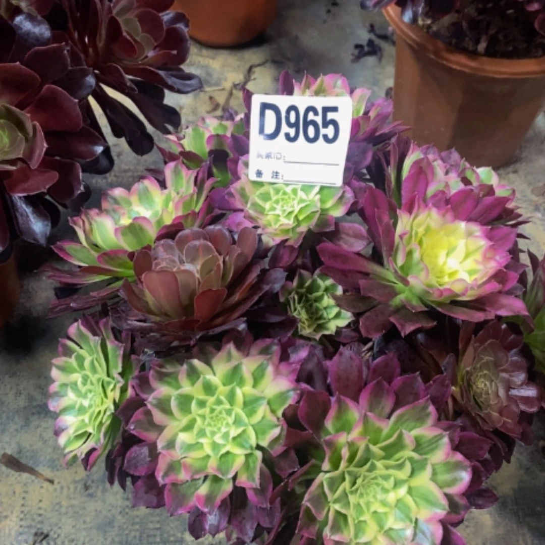 【闪购商品】天可965