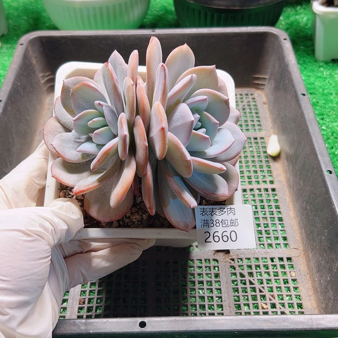多肉一物一拍植物2660