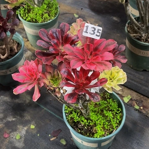 法师嫁接的时候就会135