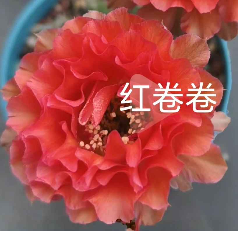 彩草cc241红卷卷侧芽歪 满28包邮非偏远