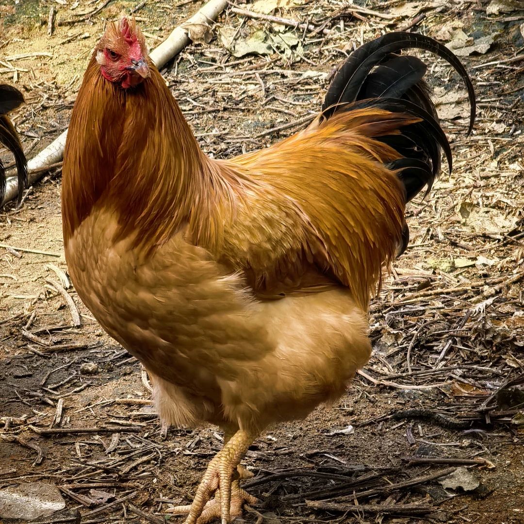 广西深山散养大阉鸡新鲜现杀生态广东白切鸡农家散养土鸡