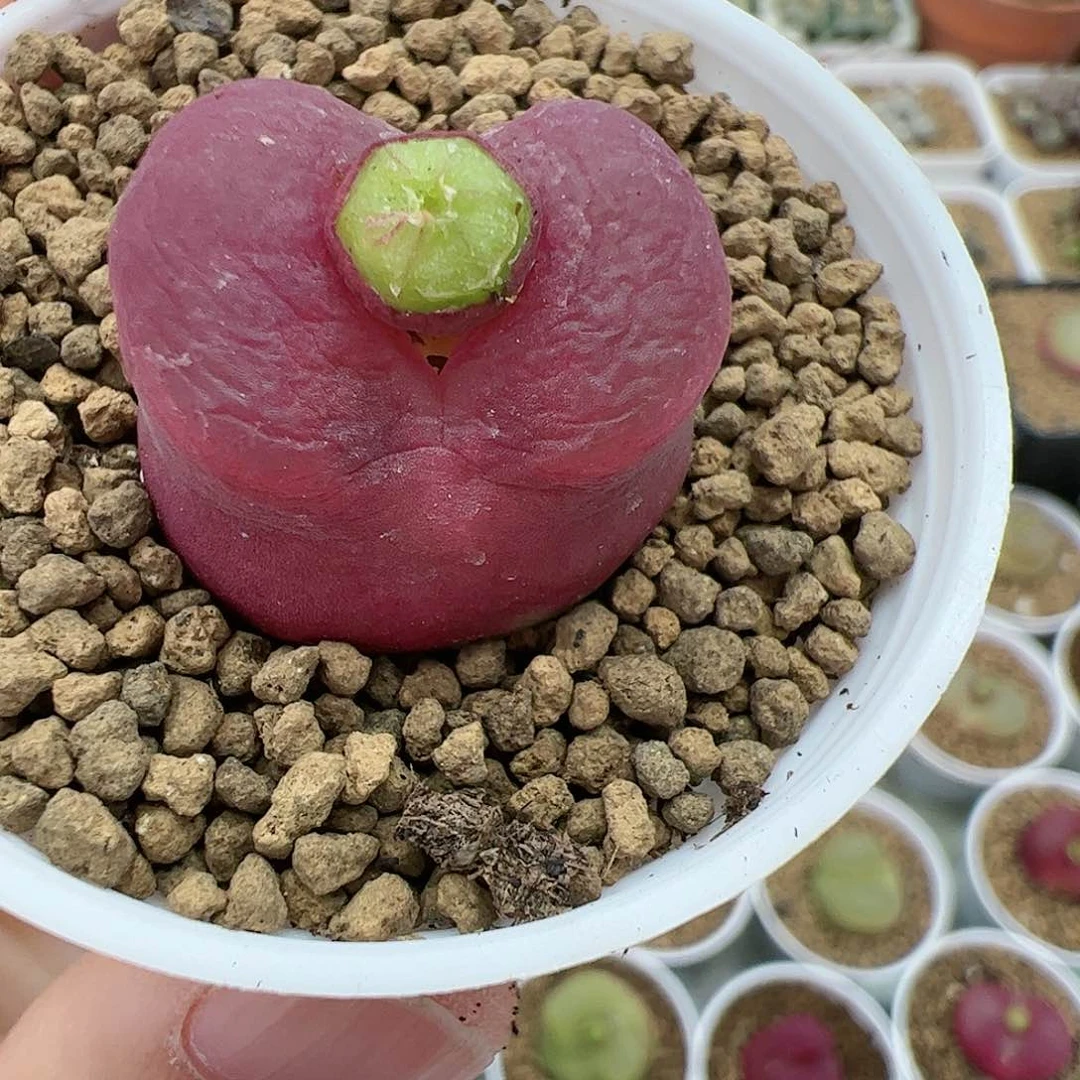 【闪购商品】148 带盆