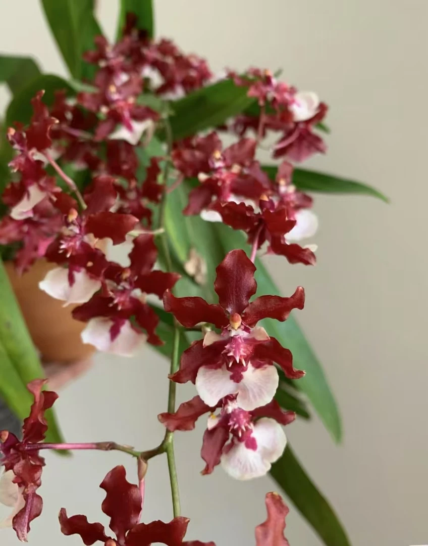 【巧克力文心花】盆栽兰花  客厅阳台室内好养兰花