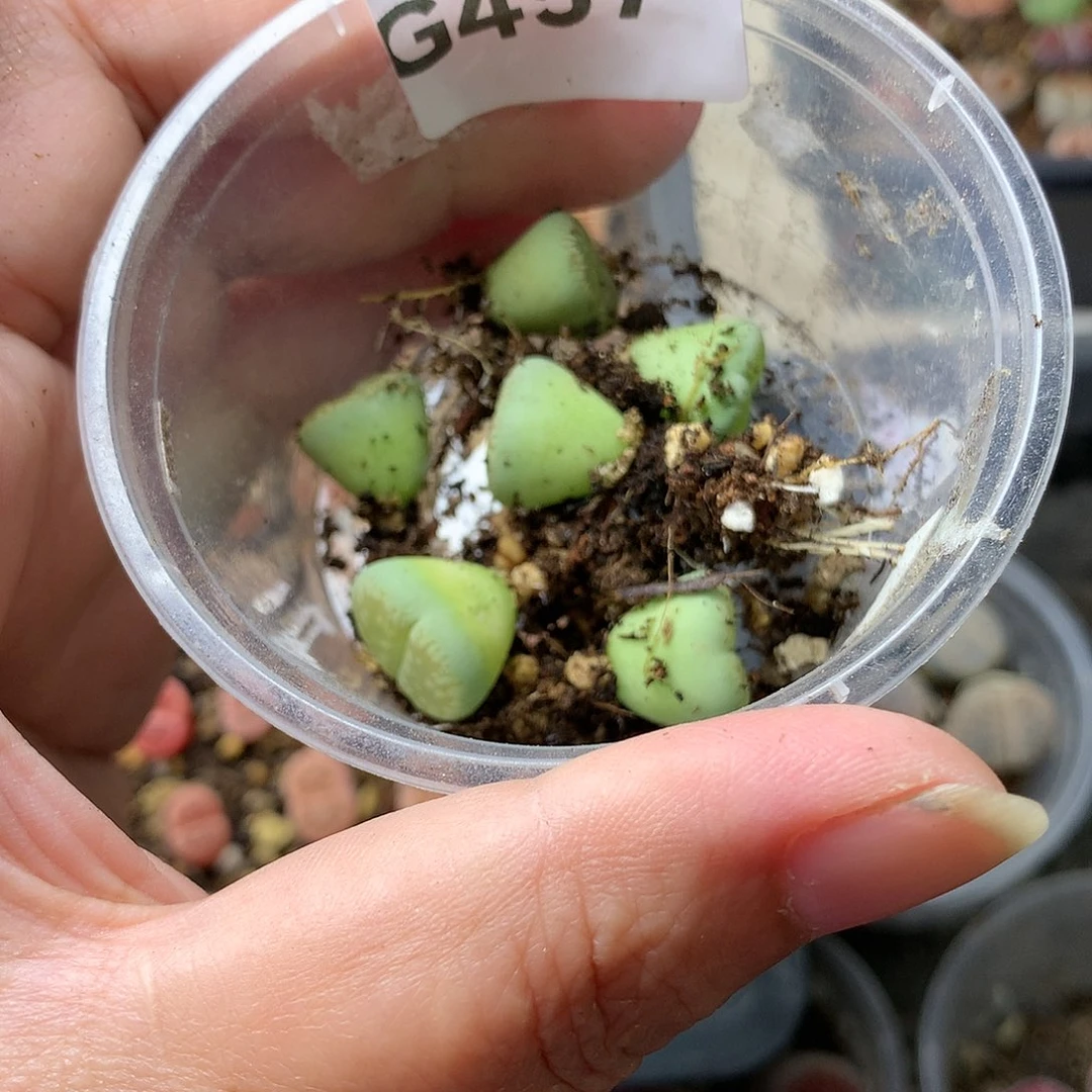 双**耳G457多肉植物保护