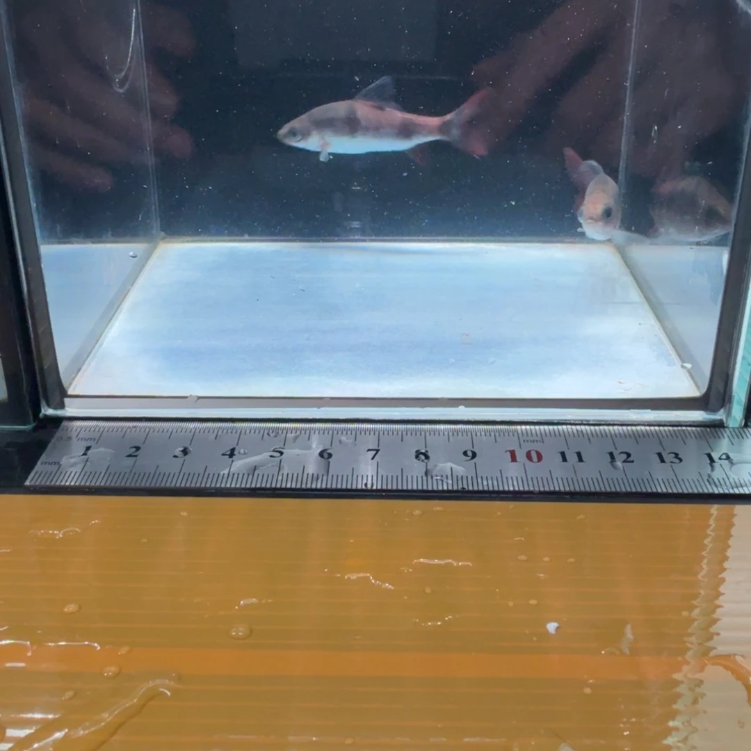 海水西高止道金斯鲃