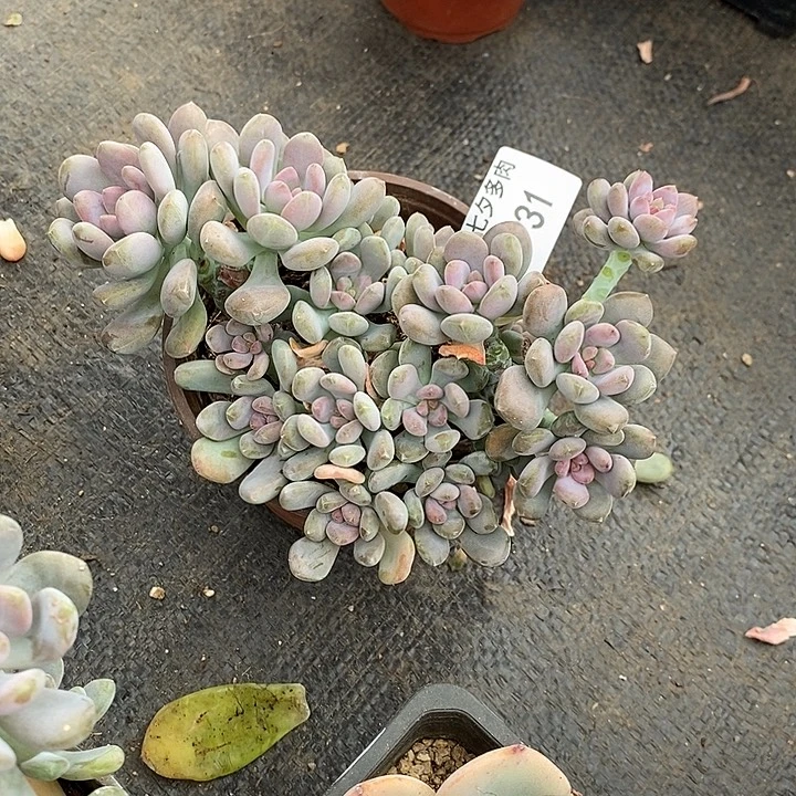 小七夕多肉美人手指31