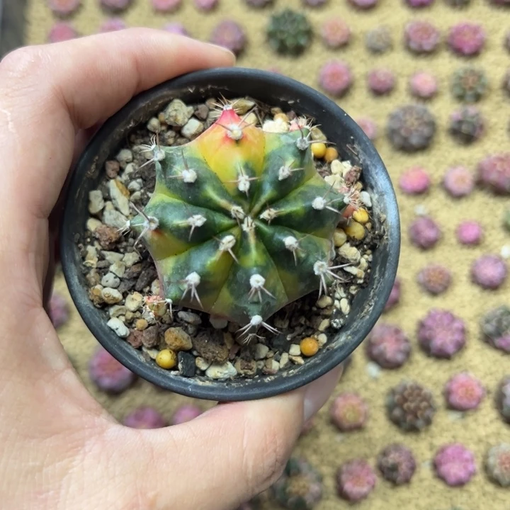 枫叶侧芽自根带盆土发货
