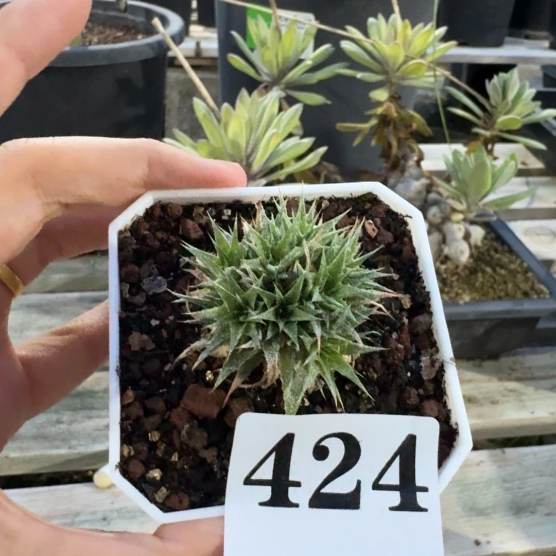 闹***哄玻利维亚坨坨凤一物一拍多肉植物