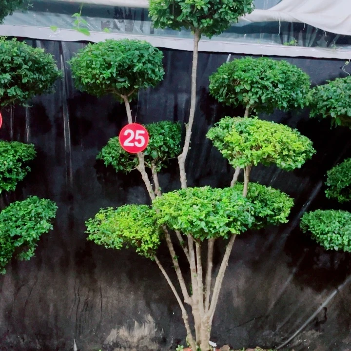 无花朵一物一拍一个一个